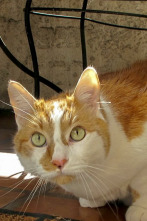 Imagen de El encantador de... (T4): Un gato infernal - 1