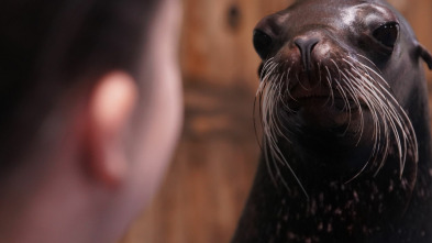 Imagen de The Aquarium (T2): La gran aventura de Bacon y Tomate - 2