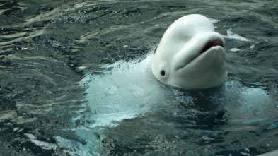 Imagen de The Aquarium (T2): Grande, ande o no ande - 2