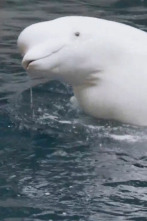 Imagen de The Aquarium (T2): Grande, ande o no ande - 1