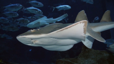 Imagen de The Aquarium (T2): Sorpresa de Big Momma - 2