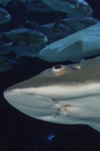 Imagen de The Aquarium (T2): Sorpresa de Big Momma - 1