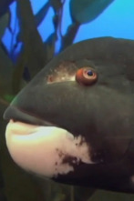 Imagen de The Aquarium (T2): Maggie la magnífica - 1