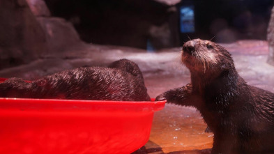 Imagen de The Aquarium (T2): Cuatro pollitos y contando - 2