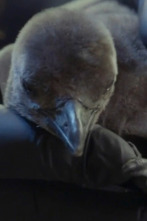 Imagen de The Aquarium (T2): Cuatro pollitos y contando - 1
