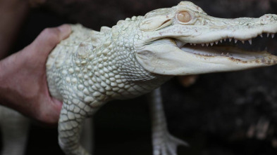 Imagen de The Aquarium (T2): Cocodrilos fantasmas - 2
