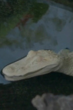 Imagen de The Aquarium (T2): Cocodrilos fantasmas - 1