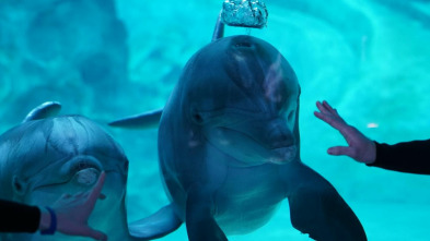 Imagen de The Aquarium (T2): Expedición tiburón ballena - 2