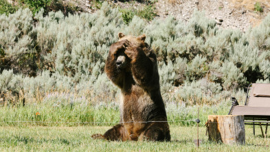 Man Vs Bear: Instinto básico