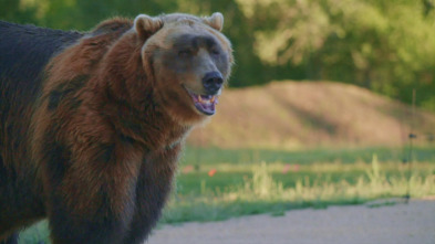 Imagen de Man Vs Bear (T1): Kannonball humano - 2