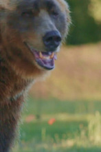 Imagen de Man Vs Bear (T1): Kannonball humano - 1