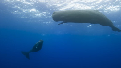 Imagen de OceanXplorers: Los gigantes de las profundidades - 1