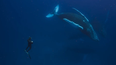 OceanXplorers: El reino de las ballenas jorobadas