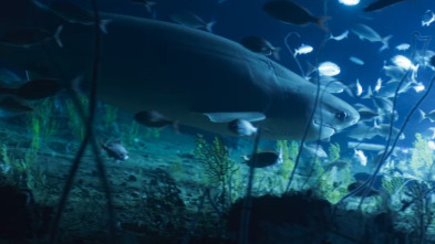 Imagen de OceanXplorers: El tiburón del Jurásico - 1