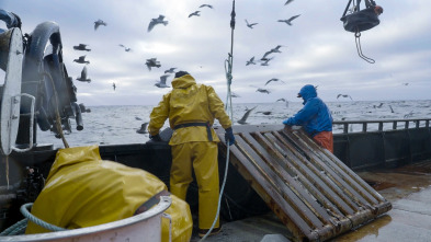 Pesca radical: La finalidad de las marsopas