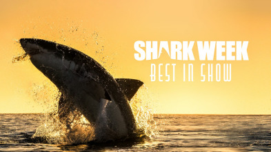 Shark week: lo mejor del año