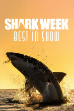 Shark week: lo mejor del año