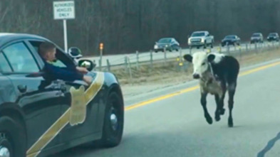 Imagen de ¡Pillados!: Ridiculización en la carretera - 2
