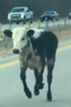 Imagen de ¡Pillados!: Ridiculización en la carretera - 1