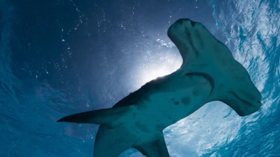 Imagen de OceanXplorers: En busca del tiburón martillo - 1