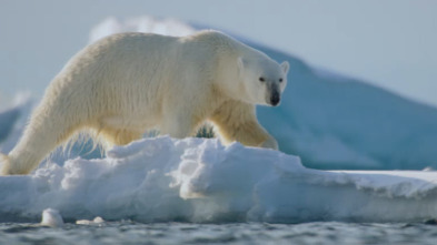 OceanXplorers: El reino del oso Polar