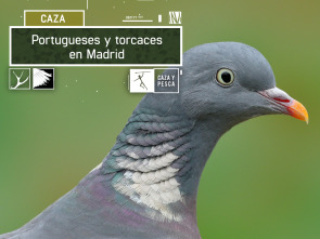 Imagen de Portugueses y torcaces en Madrid - 2