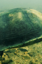 Imagen de Criaturas misteriosas...: El aullador de Ozark - 1