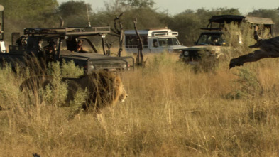 Imagen de Safari letal: León vs. búfalo - 1