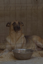 Imagen de Seprona en acción: Ep.10 - 1