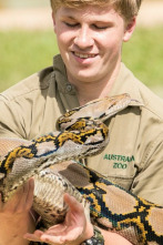 The Irwins, Season 2: Robert nada con una serpiente pitón