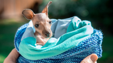Imagen de The Irwins (T3): El zoo de Australia vuelve a abrir - 2