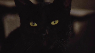 Imagen de El gato negro - 5