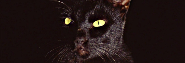Imagen de El gato negro - 7