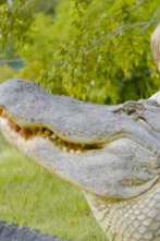 Imagen de The Irwins (T4): El gran desafío de caimanes de Robert - 1
