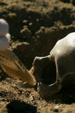 Imagen de La prueba del crimen: Hasta que la muerte nos separe - 1