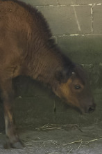 Imagen de El zoo del Bronx (T5): Una nueva realidad - 1