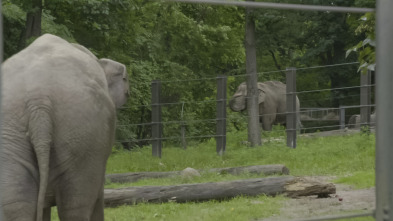 Imagen de El zoo del Bronx (T5): El elefante vecino - 2