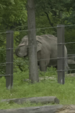 Imagen de El zoo del Bronx (T5): El elefante vecino - 1