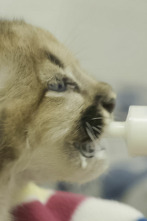 Imagen de El zoo del Bronx (T5): Cachorros en Queens - 1