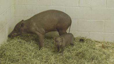 Imagen de El zoo del Bronx (T5): El misterioso lechón - 2