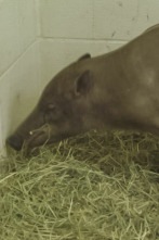 Imagen de El zoo del Bronx (T5): El misterioso lechón - 1