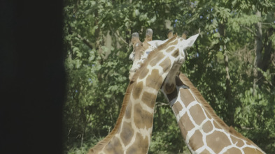 Imagen de El zoo del Bronx (T5): Danza de jirafas - 2