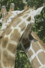 Imagen de El zoo del Bronx (T5): Danza de jirafas - 1