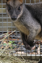 Imagen de El zoo del Bronx (T5): Un cerdo guapo - 1