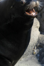 Imagen de El zoo del Bronx (T5): Amor de lemur - 1