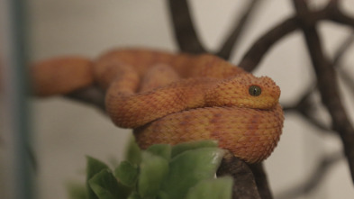 Imagen de El zoo del Bronx (T5): Canguros en los árboles - 2