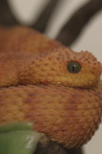 Imagen de El zoo del Bronx (T5): Canguros en los árboles - 1