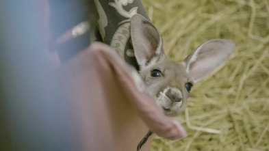 Imagen de El zoo del Bronx (T5): Troody rebotando - 2