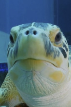 Imagen de The Aquarium (T1): Viscoso y borroso - 1