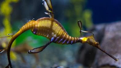 Imagen de The Aquarium (T1): Cierra el trato - 2